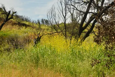 DSC_6354 (Large).JPG